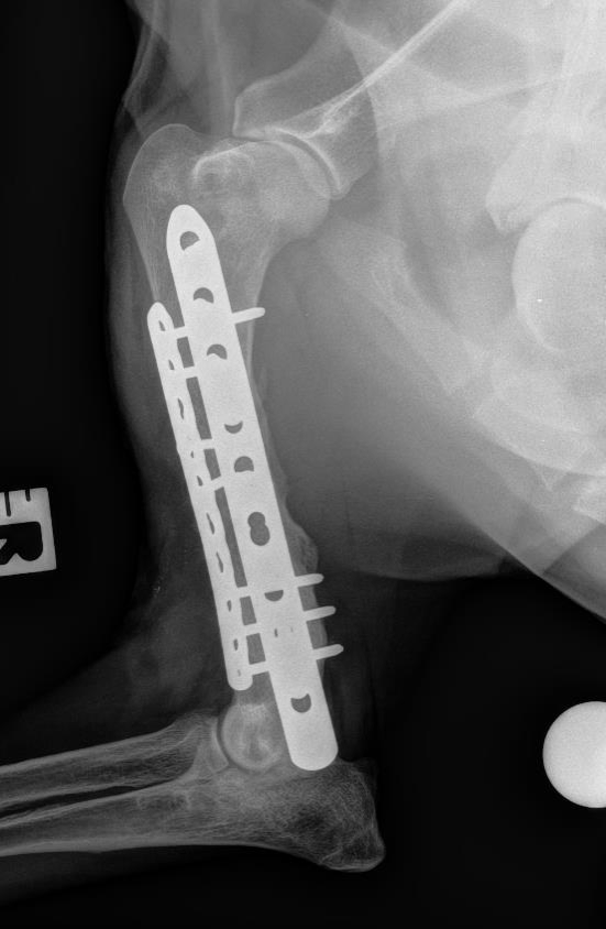 Bone tissue engineering image