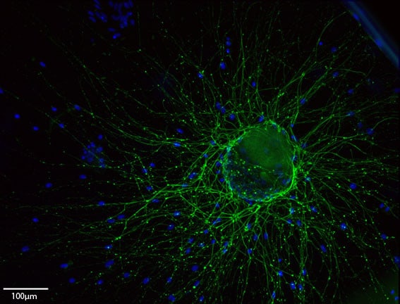 Stem cell engineering image