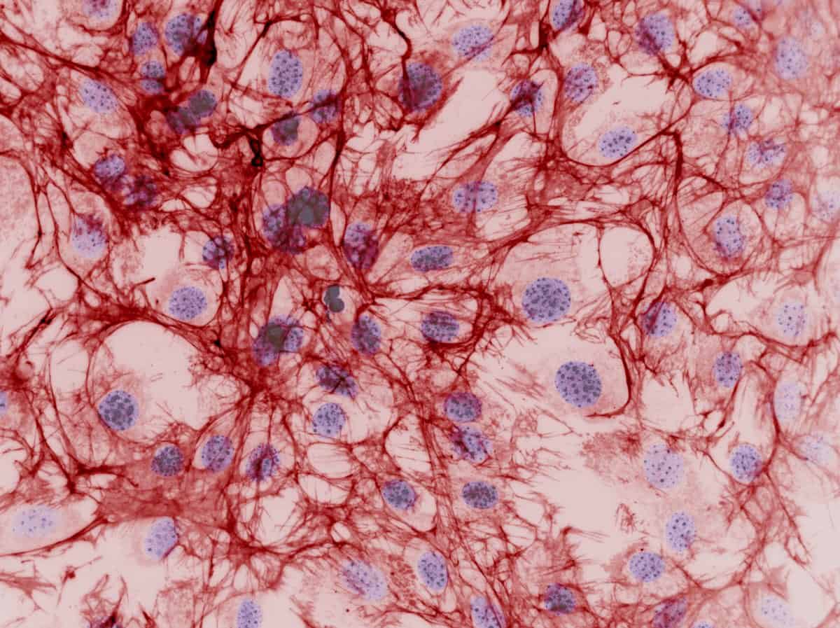 In vitro tissue models image