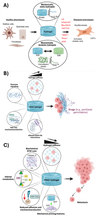 Graphic from one of the publications showcasing the three main findings of how mechanobiology contributes to disease progression in cancer and fibrosis.