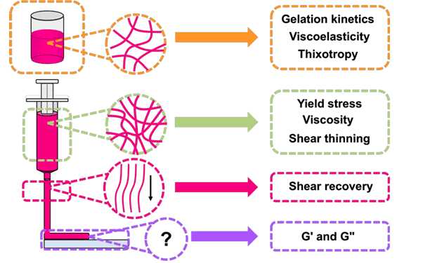 FIGURE 1. CARTOON SHOWING HOW PRINTING CAN IMPACT THE PROPERTIES OF GELS AND THE TYPES OF RHEOLOGICAL CHARACTERISATIONS THAT ARE IMPORTANT DURING THE DIFFERENT STAGES OF THE PRINTING PROCESS.